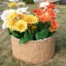 Цветник КАНЬОН купить в на Вятских Полянах